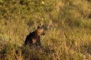 Brown hyenas are very shy and he had enough of us